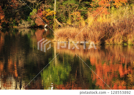 一隻蒼鷺棲息在水庫中，映照著秋日的景色 128553892
