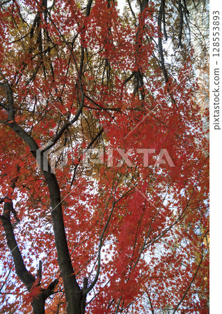 Autumn leaves on the road to Fudekageyama Observatory in Mihara, Hiroshima Prefecture 128553893
