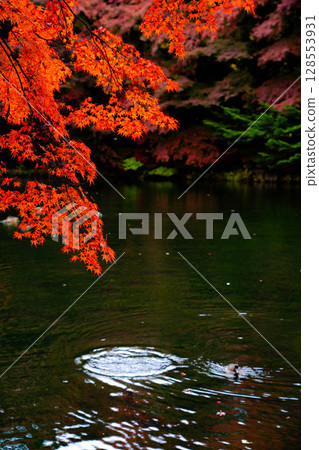 [Autumn leaves] Autumn leaves at Kumoba Pond under the soft light of a cloudy day [Nagano Prefecture] 128553931
