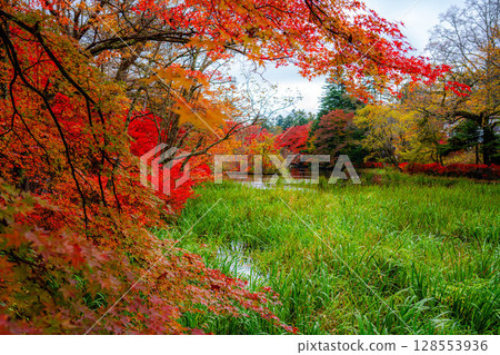 [Autumn leaves] Autumn leaves at Kumoba Pond under the soft light of a cloudy day [Nagano Prefecture] 128553936