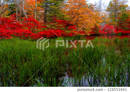 [紅葉] 陰天柔和光線下的雲場池紅葉 [長野縣] 128553941