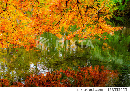 [Autumn leaves] Autumn leaves at Kumoba Pond under the soft light of a cloudy day [Nagano Prefecture] 128553955