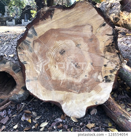 Cross-section of a large tree with clearly visible annual rings 128554054