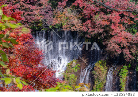 [紅葉] 秋季富士宮市白絲瀑布與雲層中隱現的富士山 [靜岡縣] 128554088