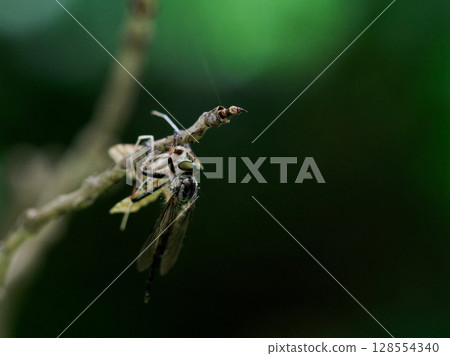 A predatory fly, the Magarikakemushi robber fly (female) 128554340