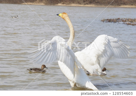 Swans that visit Hokkaido in spring, flapping their wings 128554603