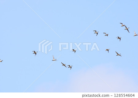 Flight of a flock of pintail ducks that visit Hokkaido in spring 128554604