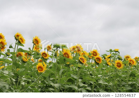 向日葵只需幾天就能開花 向日葵只需幾天就能開花 128554637