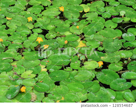棲息景觀 鷹科漂浮植物的黃色花朵 128554687