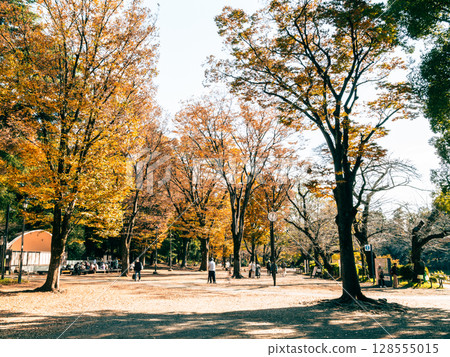 Kichijoji Autumn Inokashira Park Kichijoji Autumn Inokashira Park 128555015