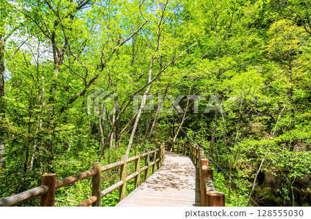 上高地風景“大正池畔的散步棧橋” 上高地風景“大正池畔的散步棧橋” 128555030