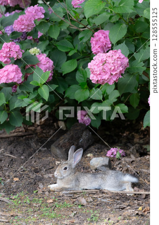 A rabbit relaxing under a hydrangea A rabbit relaxing under a hydrangea 128555125