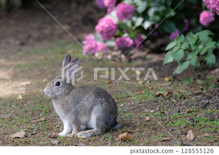 Baby rabbit and hydrangea Baby rabbit and hydrangea 128555126