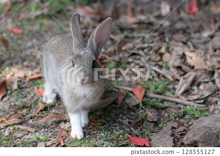 Commemorative photo of the white gloved rabbit Commemorative photo of the white gloved rabbit 128555127