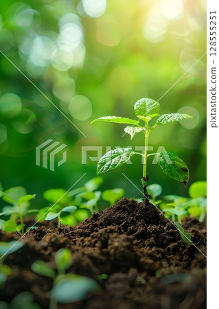 A small plant is emerging from a mound of soil in a natural setting 128555251