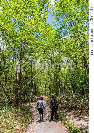 Scenery of Kamikochi [Promenade in the fresh green season] 128555336