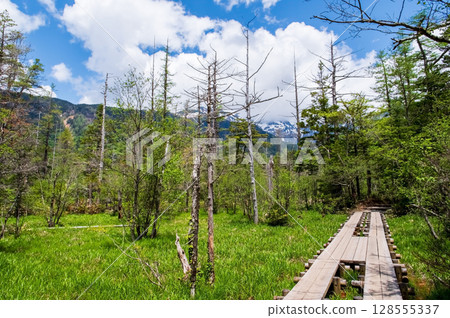 Scenery of Kamikochi [Promenade in the fresh green season] 128555337