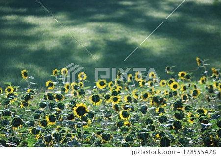 Sunflower field and summer shadows 128555478