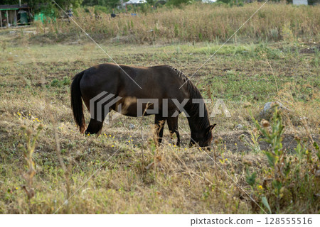 A dark brown horse grazes in the steppe and eats grass. A dark brown horse grazes in the steppe and eats grass. 128555516