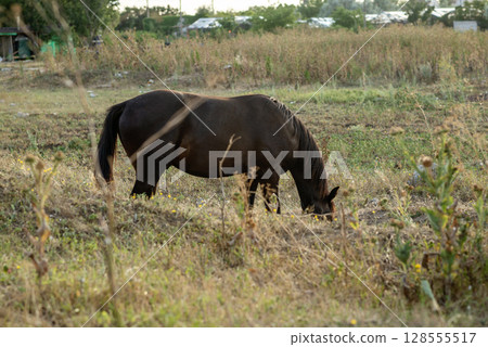 A dark brown horse grazes in the steppe and eats grass. 128555517
