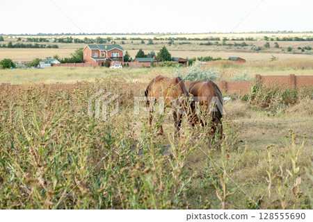 A dark brown horse grazes in the steppe and eats grass. 128555690