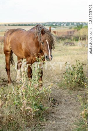 A dark brown horse grazes in the steppe and eats grass. 128555701