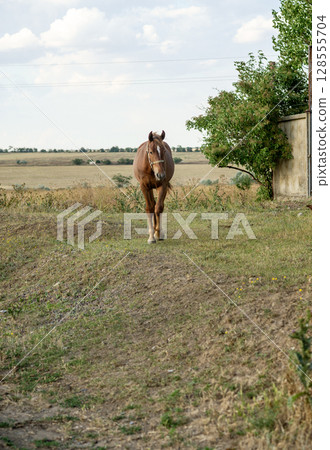 A dark brown horse grazes in the steppe and eats grass. 128555704