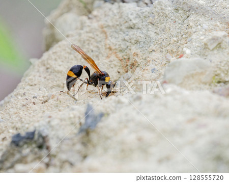 捕獵黃蜂、建造馬蜂巢 捕獵黃蜂、建造馬蜂巢 128555720