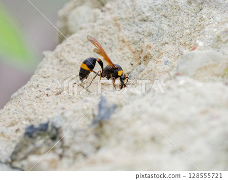 捕獵黃蜂、建造馬蜂巢 捕獵黃蜂、建造馬蜂巢 128555721