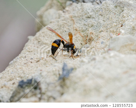Hunting wasps, hornet nest building Hunting wasps, hornet nest building 128555723
