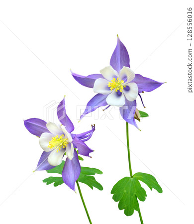 阿克雷吉亞 阿克雷吉亞 128556016