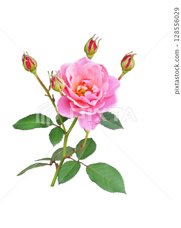 玫瑰品種葵 128556029