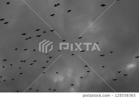Birds in Flight Under Stormy Sky: Autumn Migration Moment 128556365