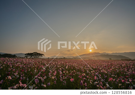 Cosmos photographed at the former site of Fujiwara-kyo in the middle of autumn in Kashihara City, Nara Prefecture 128556816
