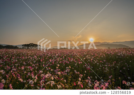 秋日奈良縣橛原市藤原峽遺址拍攝的波斯菊。 秋日奈良縣橛原市藤原峽遺址拍攝的波斯菊。 128556819