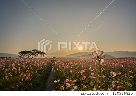 秋日奈良縣橛原市藤原峽遺址拍攝的波斯菊。 秋日奈良縣橛原市藤原峽遺址拍攝的波斯菊。 128556820