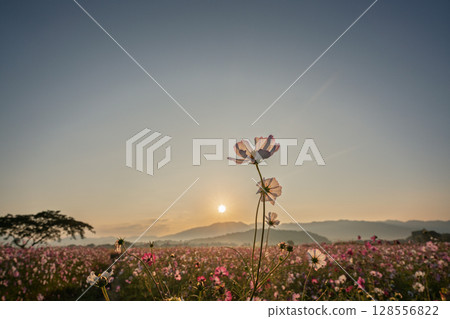 秋日奈良縣橛原市藤原峽遺址拍攝的波斯菊。 秋日奈良縣橛原市藤原峽遺址拍攝的波斯菊。 128556822