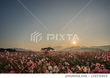 Cosmos photographed at the former site of Fujiwara-kyo in the middle of autumn in Kashihara City, Nara Prefecture 128556824
