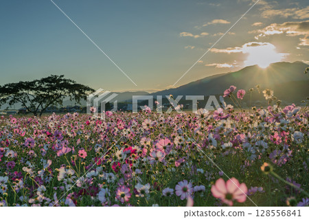Cosmos photographed at the former site of Fujiwara-kyo in the middle of autumn in Kashihara City, Nara Prefecture Cosmos photographed at the former site of Fujiwara-kyo in the middle of autumn in Kashihara City, Nara Prefecture 128556841