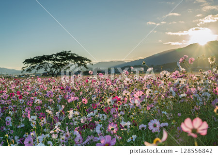 Cosmos photographed at the former site of Fujiwara-kyo in the middle of autumn in Kashihara City, Nara Prefecture Cosmos photographed at the former site of Fujiwara-kyo in the middle of autumn in Kashihara City, Nara Prefecture 128556842