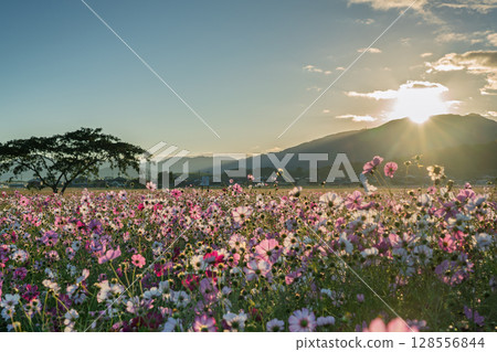 秋日奈良縣橛原市藤原峽遺址拍攝的波斯菊。 秋日奈良縣橛原市藤原峽遺址拍攝的波斯菊。 128556844