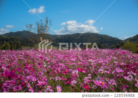 秋高氣爽時節在國京遺址拍攝的大波斯菊 128556988