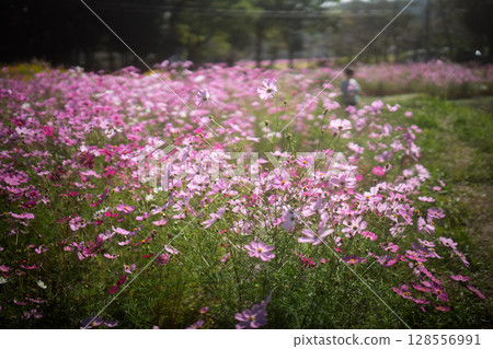 Cosmos photographed at the Kunikyo ruins in the height of autumn Cosmos photographed at the Kunikyo ruins in the height of autumn 128556991