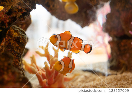 一對在水下游動的小丑魚④ 一對在水下游動的小丑魚④ 128557099