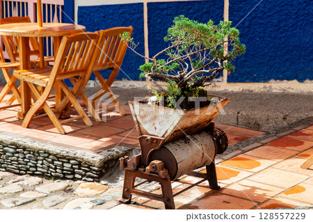 Bonsai planted in an old coffee pulping machine on the streets around the Jose Maria Cordova Park in the beautiful colonial town of Concepcion in Antioquia, Colombia. 128557229