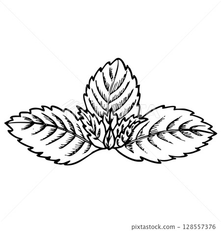 Mint vector illustration. Herbal engraved style illustration. Detailed organic product sketch hand drawn. Seasoning food design  128557376