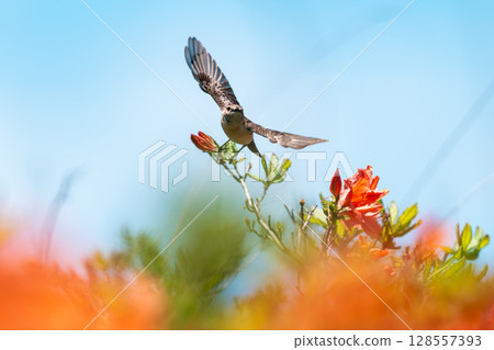 A stonechat flying among the rhododendrons A stonechat flying among the rhododendrons 128557393