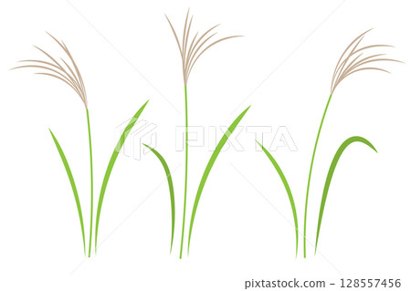 Simple illustration of silver grass and rice ears Moon viewing material PNG transparent white background 128557456