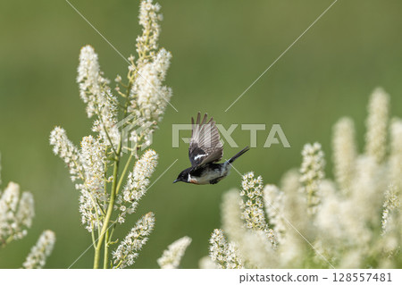 一隻石鵖在百合花間飛翔 128557481