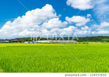 <Chiba Prefecture> A peaceful rural summer scene 128557650